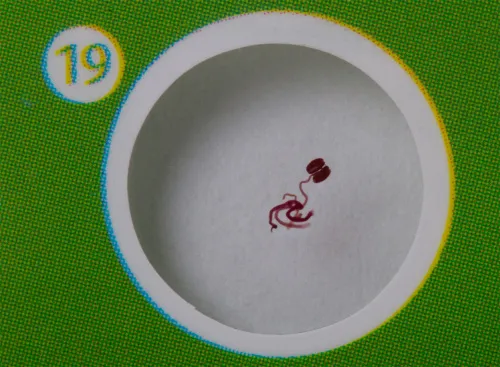 foto zestaw preparatów zwierzęcych i roślinnych Levenhuk LabZZ CP24,  10