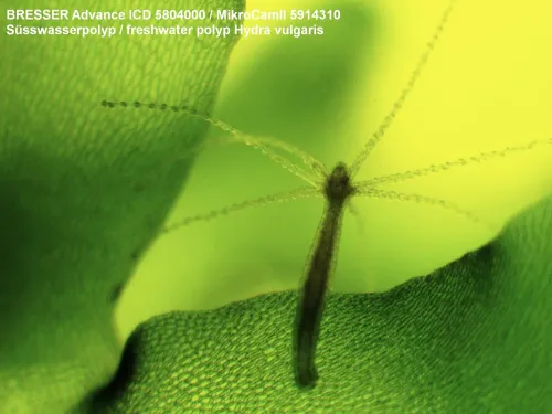 obraz mikroskop Bresser Advance ICD 10x–160x,  5