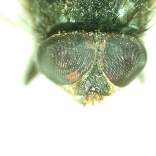 obraz mikroskop stereoskopowy MAGUS Stereo A8,  14