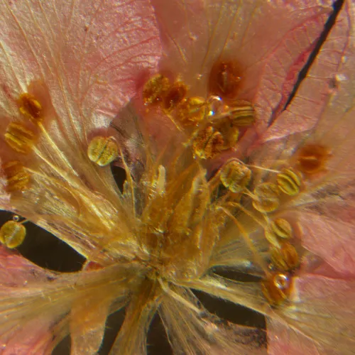 fotografia mikroskop stereoskopowy MAGUS Stereo A6,  16