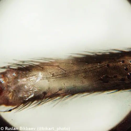 zdjęcie mikroskop Levenhuk Rainbow 50L PLUS,  26