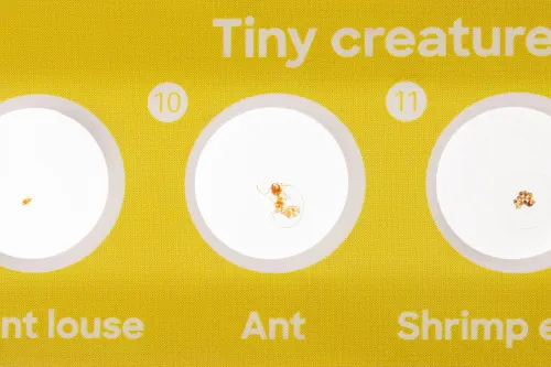 obraz zestaw 24 preparatów Levenhuk Discovery Flora i Fauna,  6