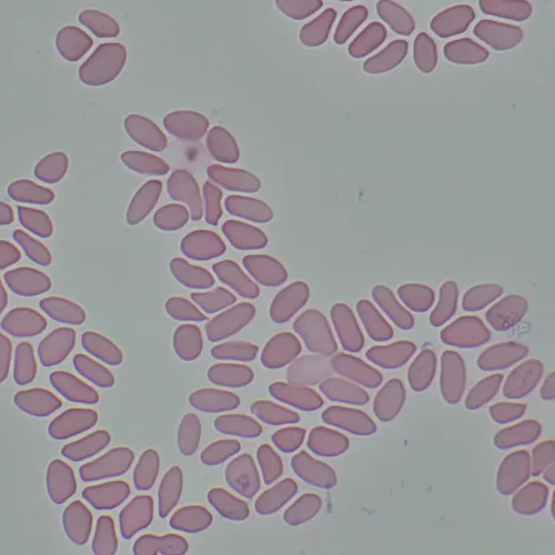 foto mikroskop biologiczny MAGUS Bio 290T,  27