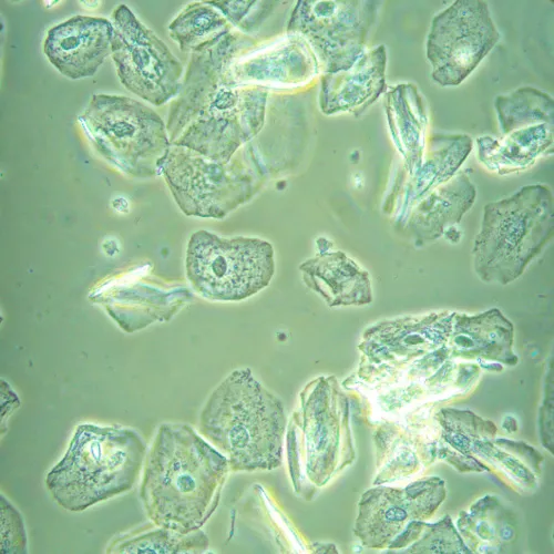 zdjęcie odwrócony mikroskop biologiczny MAGUS Bio V360,  23
