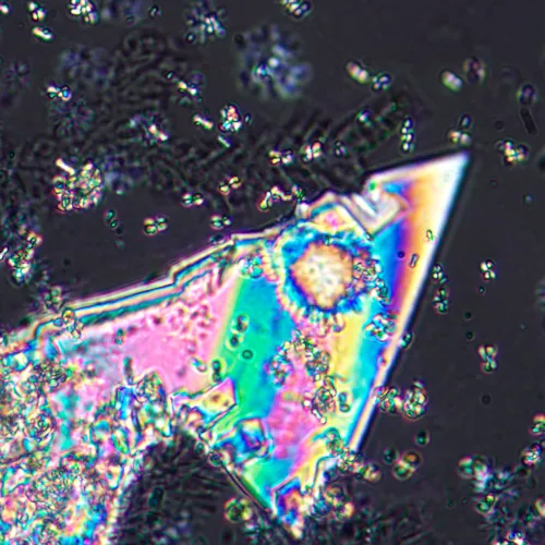 obraz mikroskop polaryzacyjny MAGUS Pol 800,  17