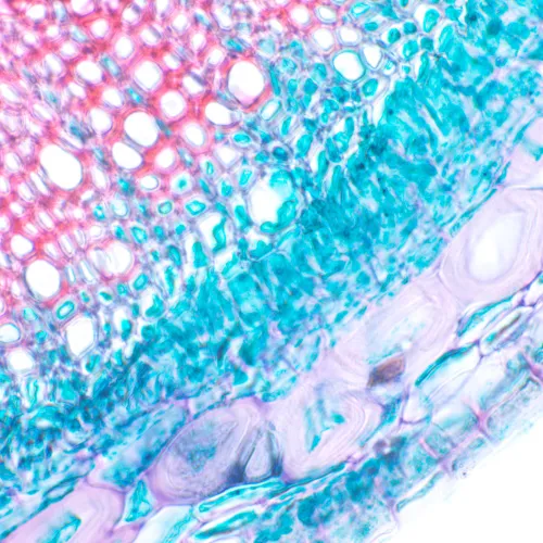 fotografia mikroskop biologiczny MAGUS Bio 230T,  12