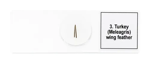 foto zestaw mikropreparatów Levenhuk Discovery Prof DPS 5. „Ptaki”,  7