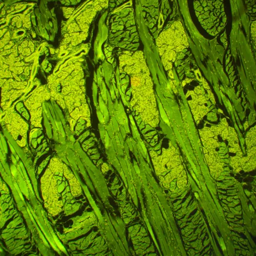 obraz mikroskop fluorescencyjny MAGUS Lum 460L,  21