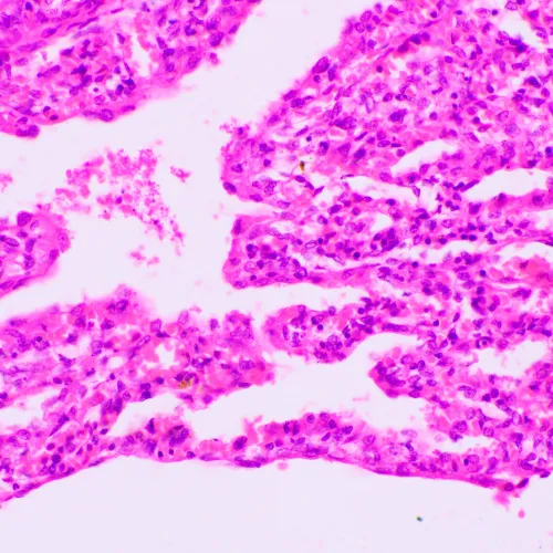 foto mikroskop biologiczny MAGUS Bio 270T,  23