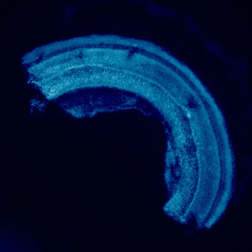 obraz mikroskop fluorescencyjny MAGUS Lum 460L,  23