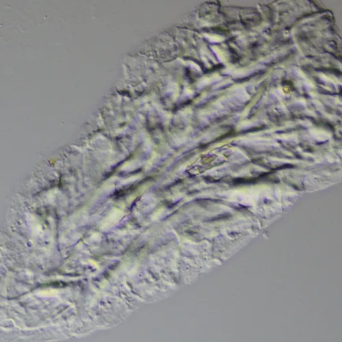 fotografia zestaw przystawek MAGUS DIC290,  11