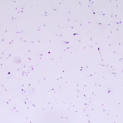 obraz cyfrowy mikroskop biologiczny MAGUS Bio D260T LCD,  29