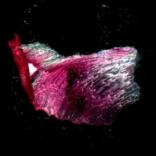 obraz mikroskop stereoskopowy MAGUS Stereo A18T ,  3