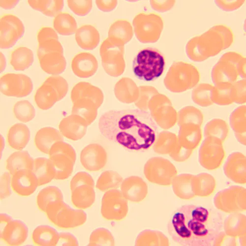 zdjęcie mikroskop biologiczny MAGUS Bio 250T,  12