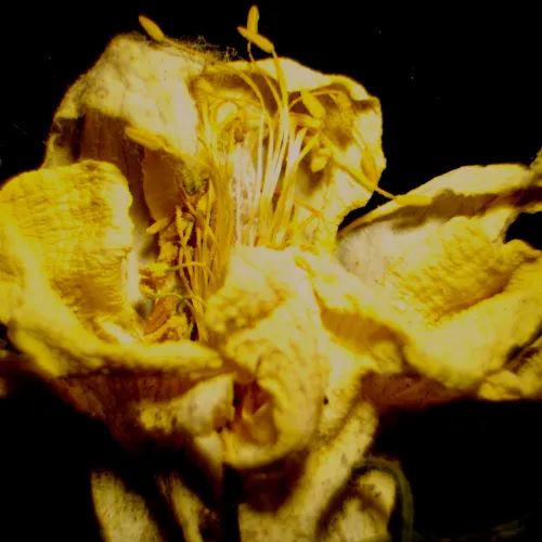 obraz mikroskop stereoskopowy cyfrowy MAGUS Stereo D9T LCD,  29