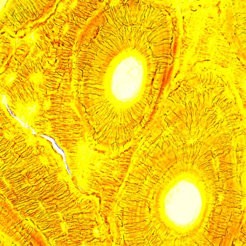 zdjęcie mikroskop biologiczny MAGUS Bio 250T,  23