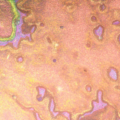 zdjęcie odwrócony mikroskop metalurgiczny MAGUS Metal V790 DIC,  22