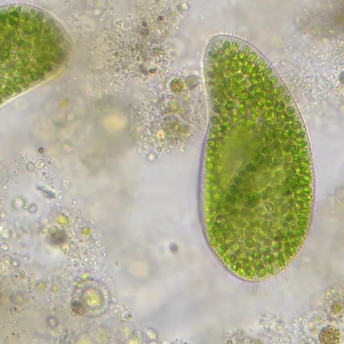 zdjęcie mikroskop Bresser Researcher Trino 40–1000x,  14