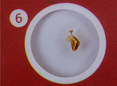 foto zestaw preparatów zwierzęcych i roślinnych Levenhuk LabZZ CP24,  8