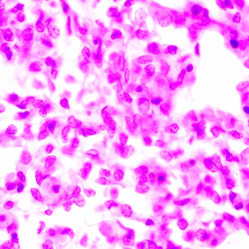 foto mikroskop biologiczny MAGUS Bio 270T,  24