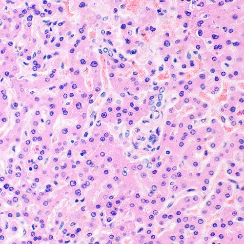 foto mikroskop biologiczny MAGUS Bio 290T,  28