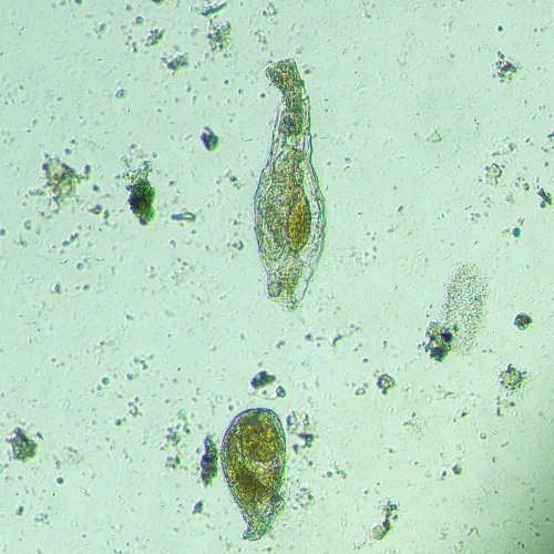 fotografia odwrócony mikroskop biologiczny сyfrowy MAGUS Bio VD300,  18