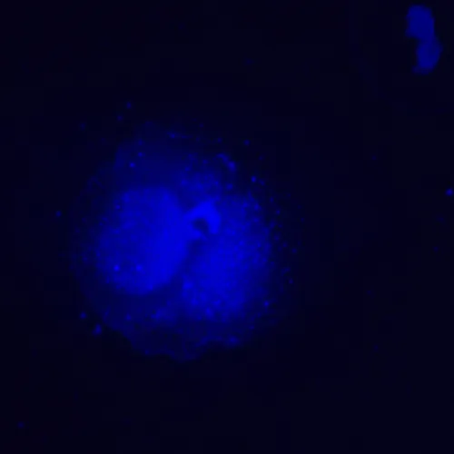 zdjęcie odwrócony mikroskop fluorescencyjny MAGUS Lum V500L,  6