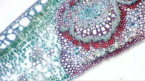 foto okularowa kamera cyfrowa Bresser MikrOkular Full HD,  8