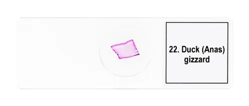 obraz zestaw mikropreparatów Levenhuk Discovery Prof DPS 25. „Biologia, ptaki itp.”,  11