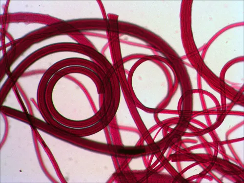 zdjęcie zestaw gotowych preparatów Levenhuk N10 NG,  8