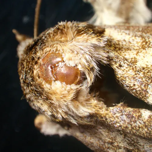 obraz mikroskop stereoskopowy MAGUS Stereo A18T ,  6