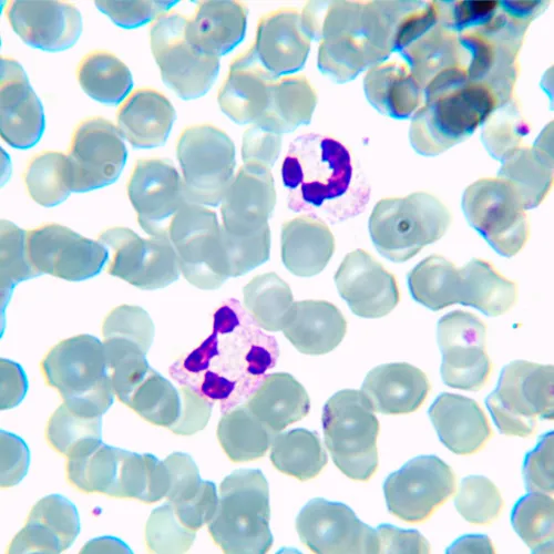 fotografia mikroskop biologiczny MAGUS Bio 230BL,  14