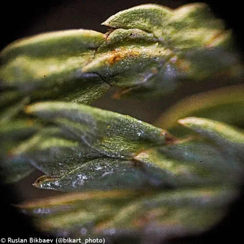 zdjęcie mikroskop Levenhuk Rainbow 50L PLUS,  23