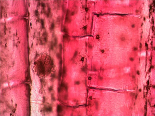 zdjęcie zestaw gotowych preparatów Levenhuk N10 NG,  9