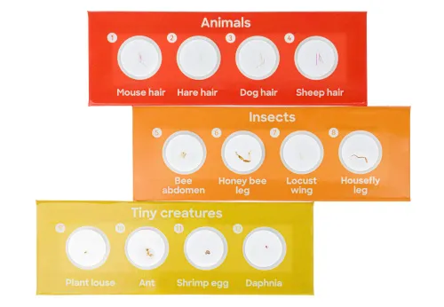 zdjęcie zestaw 12 preparatów Levenhuk Discovery Fauna,  3